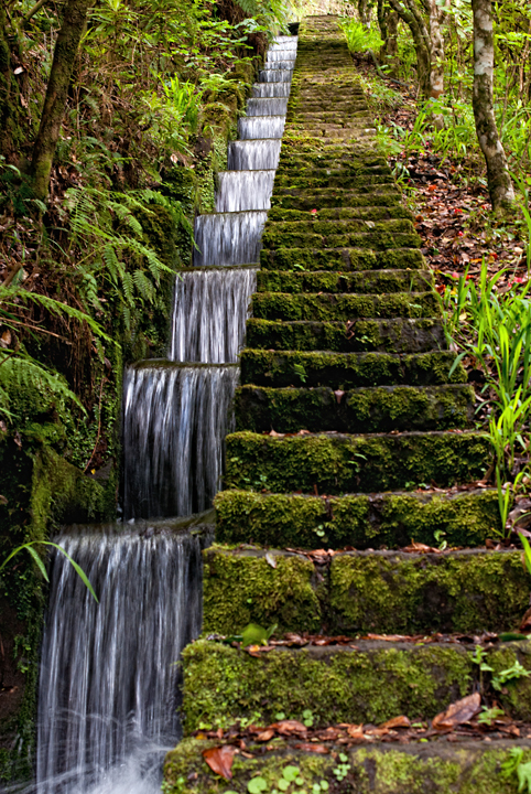 047_Madera_levada w Ribeiro Frio.jpg